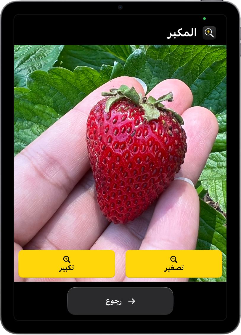 جهاز iPad في وضع الوصول المساعد وتطبيق المكبِّر مفتوح عليه. صورة مقربة ليد تحمل ثمرة فراولة تملأ معظم الشاشة، مع أزرار تكبير وتصغير ورجوع في الجزء السفلي.